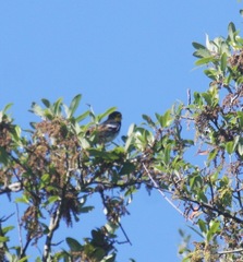 Setophaga chrysoparia