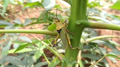 Zonocerus variegatus