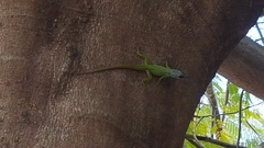 Anolis extremus