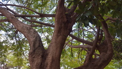 Anolis extremus