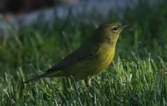 Leiothlypis celata lutescens