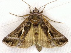 Autographa flagellum