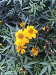 Tagetes lemmonii