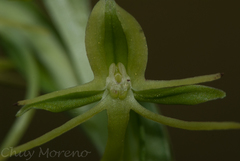Habenaria flexuosa