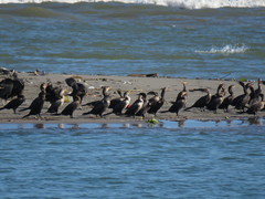 Nannopterum brasilianum