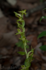 Habenaria flexuosa