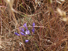Triteleia laxa