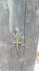 Anolis extremus