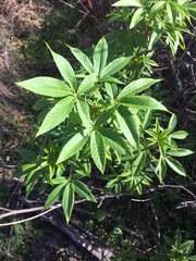 Vitex agnus-castus
