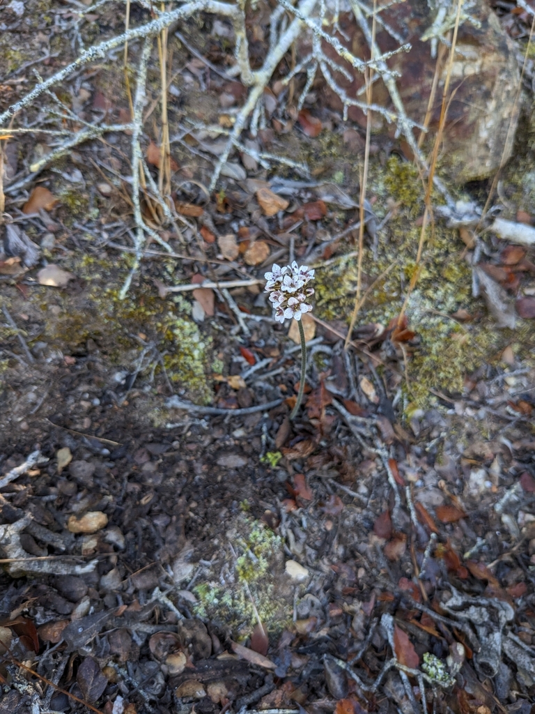 island jepsonia in October 2023 by Lara Brenner · iNaturalist