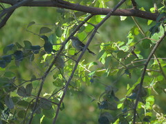 Setophaga coronata coronata