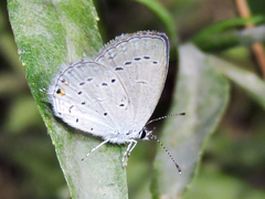 Cupido comyntas texana