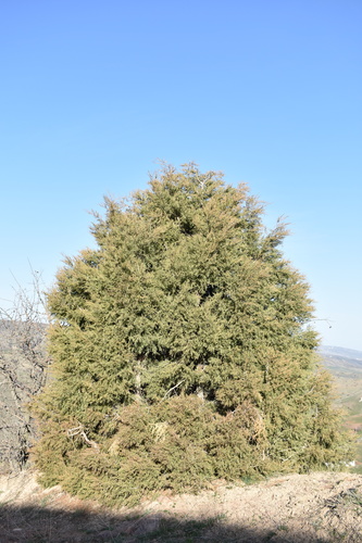 Image of Juniperus semiglobosa by (c) Kudaibergen Amirekul, some rights reserved (CC BY-SA)