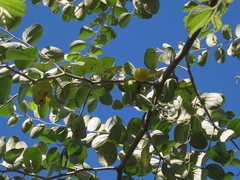 Ziziphus mauritiana