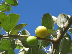 Ziziphus mauritiana