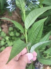 Amsonia tabernaemontana
