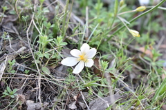 Crocus alatavicus