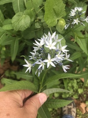 Amsonia tabernaemontana