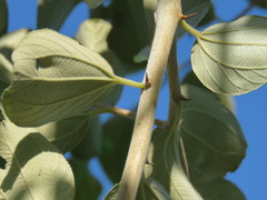 Ziziphus mauritiana