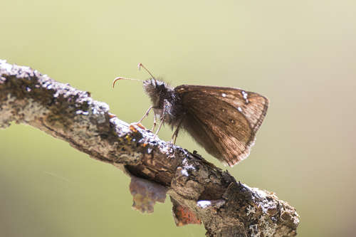 Rocky Mountain Duskywing