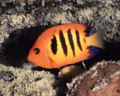 Centropyge loriculus