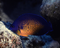 Centropyge bispinosa