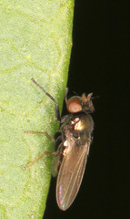 Diptera