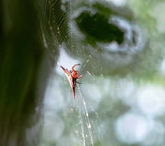 Gasteracantha versicolor