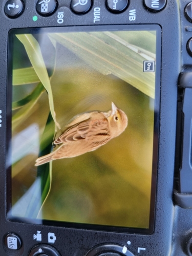 Spiza americana image