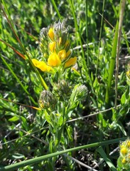 Genista tournefortii
