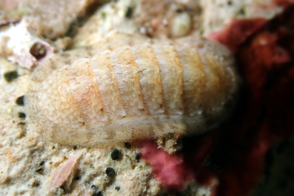 Variegated Chiton