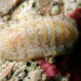 Variegated Chiton - Photo (c) Matt Tank, some rights reserved (CC BY-NC), uploaded by Matt Tank