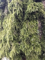 Anomodon longifolius