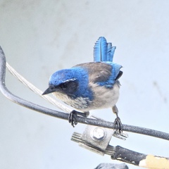 Aphelocoma californica