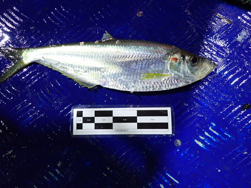 Chinese herring (Ilisha elongata) — Pristigasteridae — 2