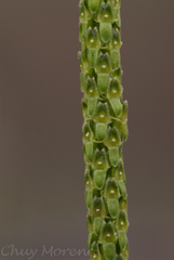 Malaxis macrostachya