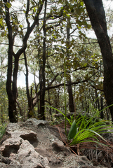 Malaxis macrostachya