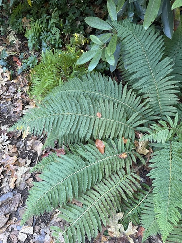 Polystichum ovatopaleaceum iNat (2)
