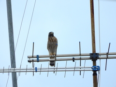 Rupornis magnirostris