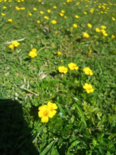 Oxalis refracta (Oxalis refracta)