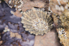 Cellana ornata
