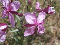 Chamaenerion fleischeri