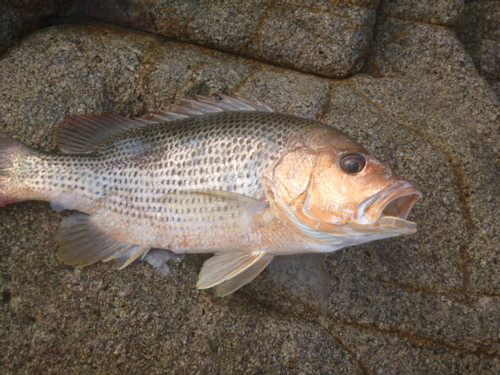 Big-scaled bream (Lutjanus johnii) — Lutjanidae — 4