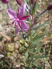 Chamaenerion fleischeri