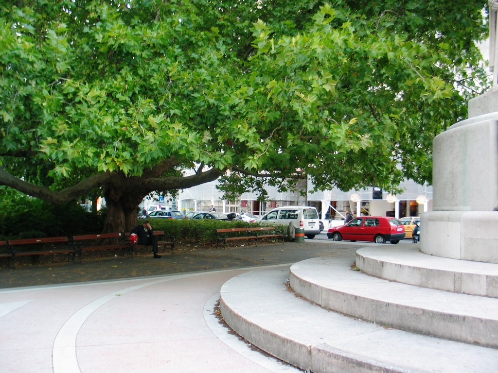 Die Platane am Dr.-Karl-Lueger-Platz
