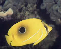 Chaetodon bennetti