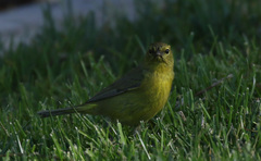 Leiothlypis celata lutescens