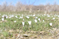 Crocus alatavicus