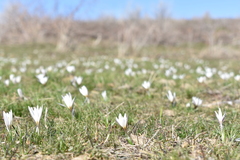 Crocus alatavicus