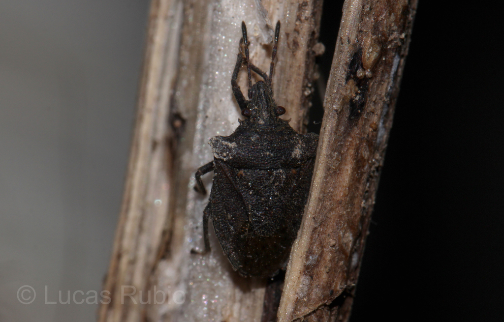 Glyphepomis setigera